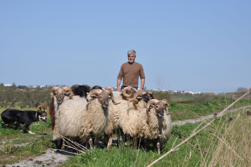 Le Paysan et ses Béliers©Berger Maritime