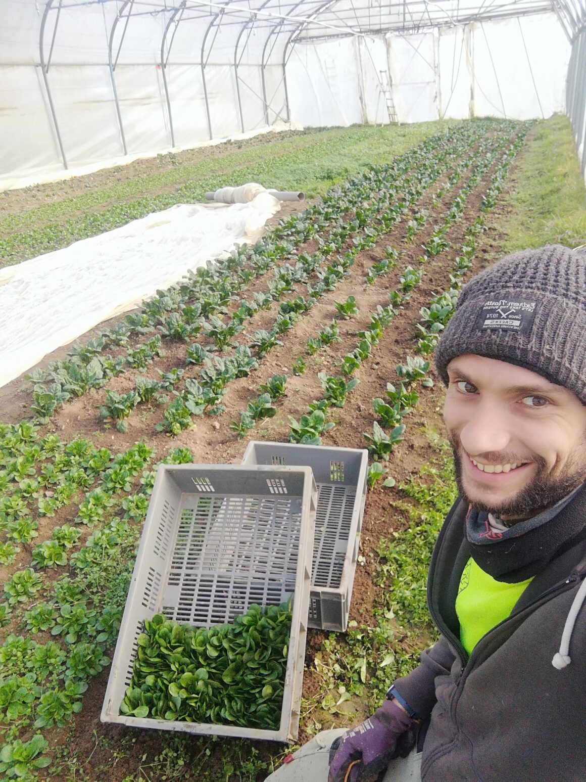 Le Potager de Sens sur Seille – Emmanuel Fouré Portrait du paysan à la récolte de la mâche ©Emmanuel Fourré