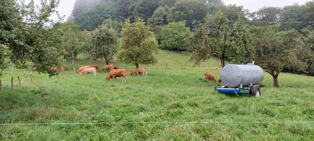 Les Vaches et Veaux dans le Verger©Chèvrerie du Fahys