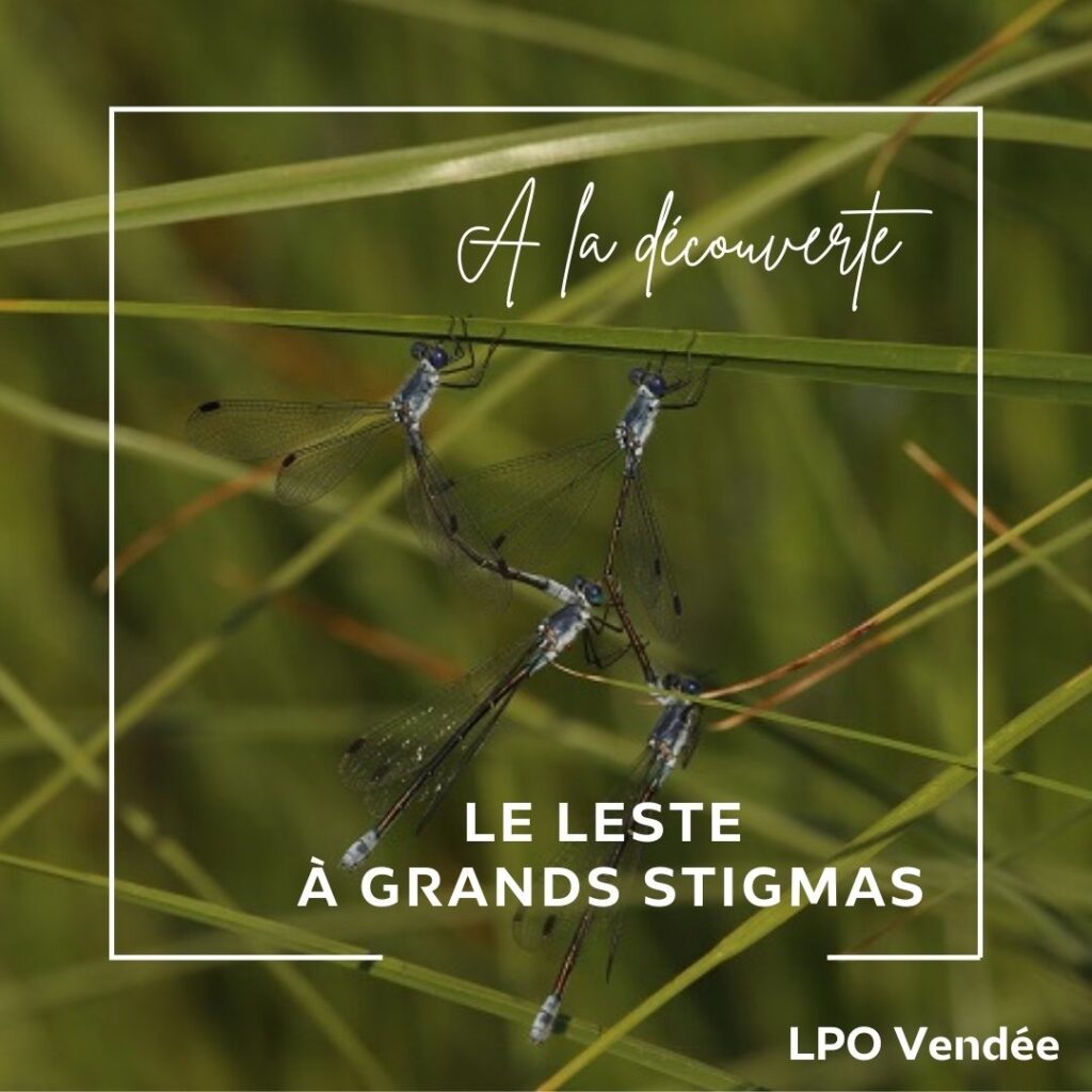visuel podcast LPO Vendée à la découverte du Leste à grands stigmas