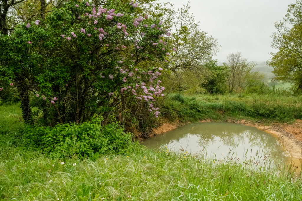 Mare Ferme De La Salvetat © Terre De Liens Midi Pyrénées Sandrine Mulas