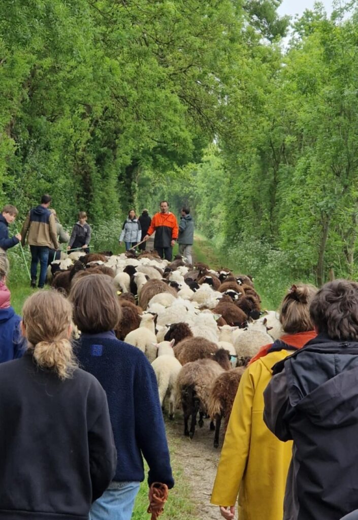 Transhumance pédagogique lors de la ferme ouverte de la Ferme de la Chauffetière