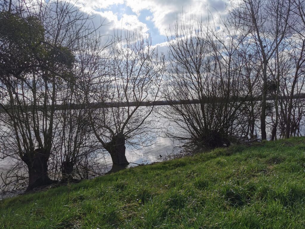 Les arbres têtards en bord de Loire - photo Laure Cormier Université d'Angers