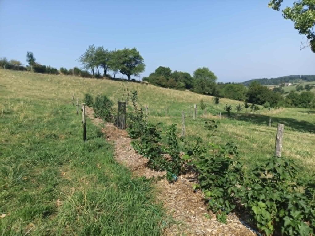 Haie2026©Lucas Fayolle