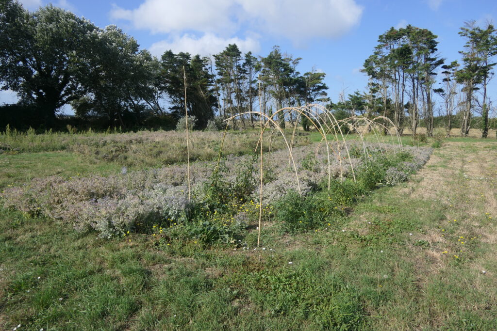 Vue d'une culture de plantes aromatiques aux jardins de la Cure (photo : Hector Gallet)