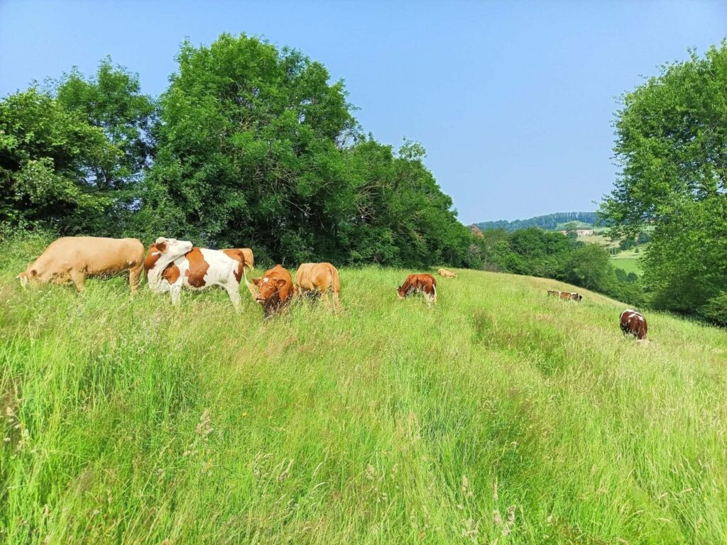 Vaches En Pâture©Lucas Fayolle