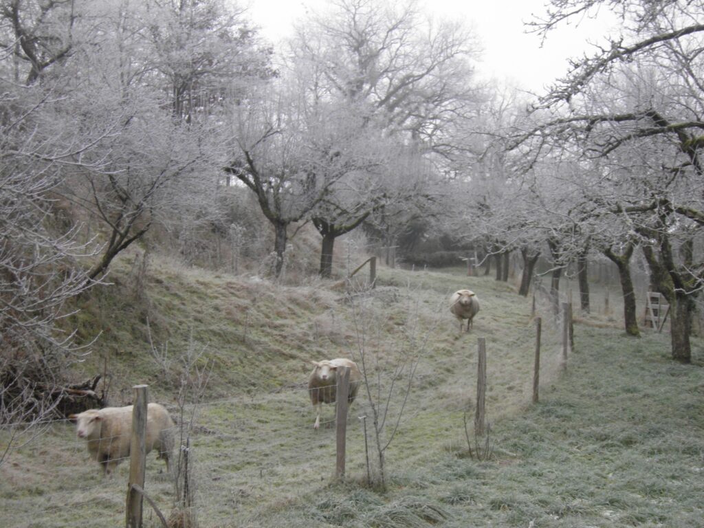 Vieux Verger des années 1980 pâtures par les Brebis_photo Rudolf Holierhoek