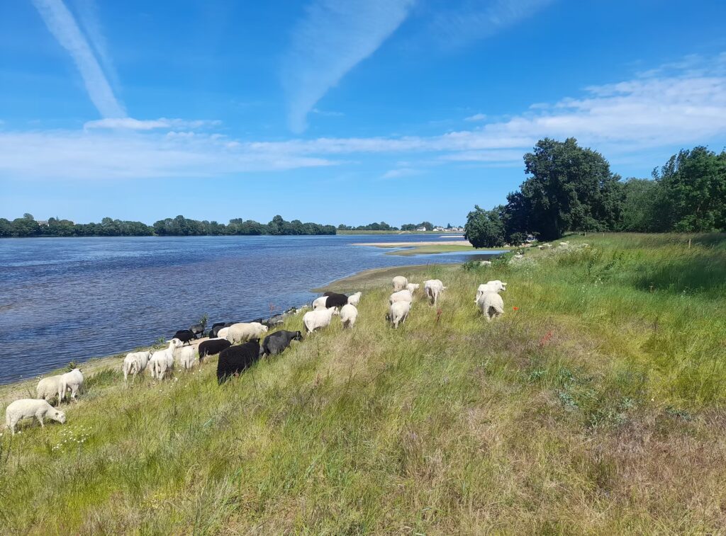 Pâturage de moutons en bord de Loire - photo Erwan Guillou