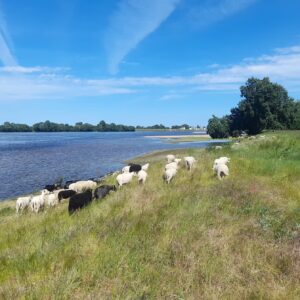 Pâturage de moutons en bord de Loire - photo Erwan Guillou