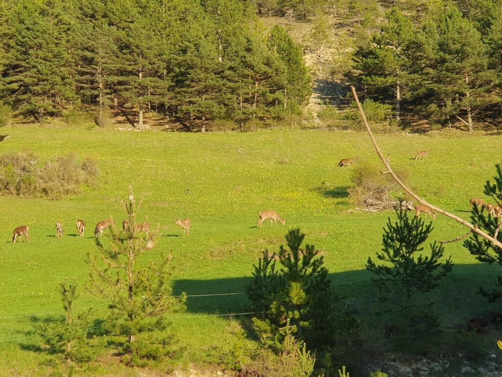 Ferme à reprendre Haut Diois