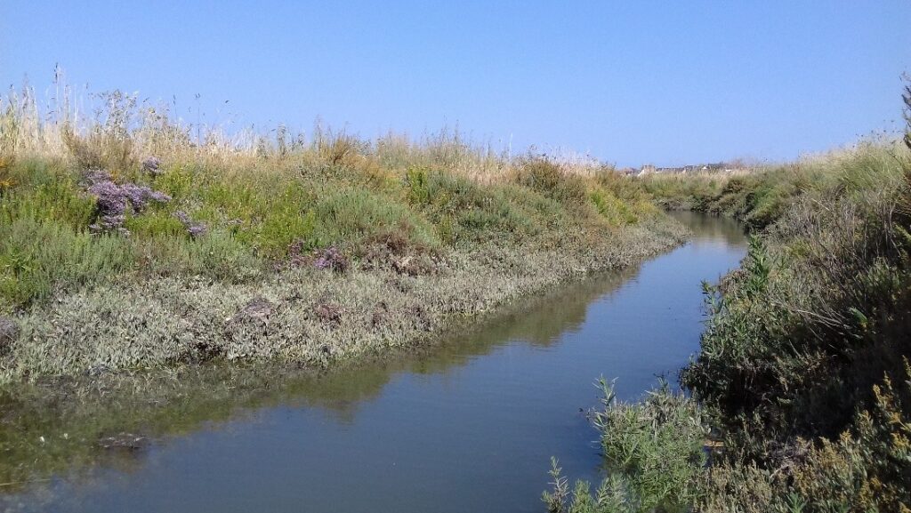 photo de canal entre mer et marais, végétation à Limonium (photo © G. Dessomme)