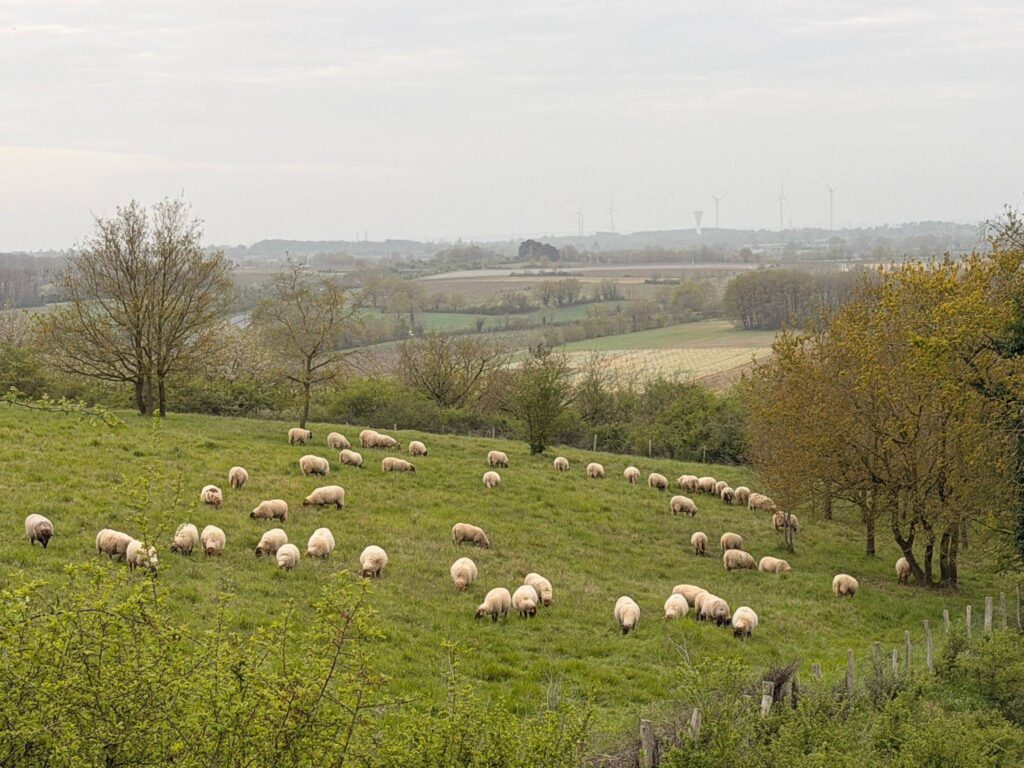 Agneaux des Coteaux - photo Lisa Tessier