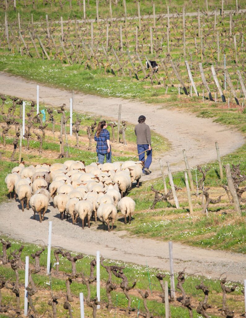 Photostephanecassin3