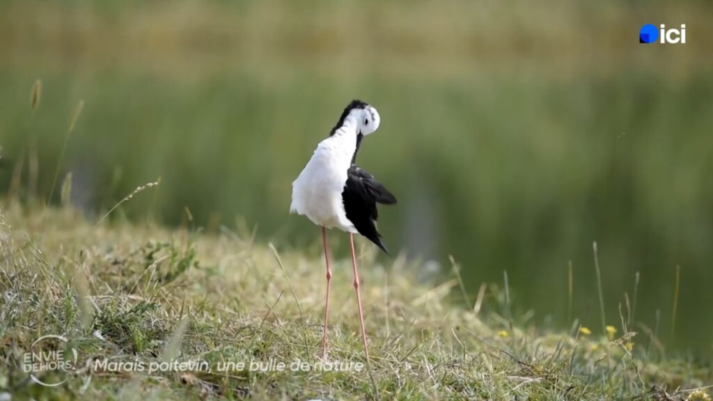 Echasse blanche - France Tv Ici