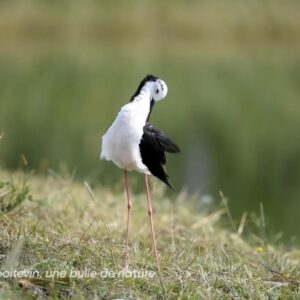 Echasse blanche - France Tv Ici