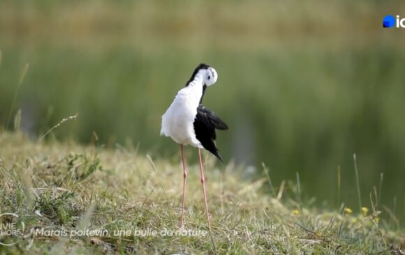 Echasse blanche - France Tv Ici