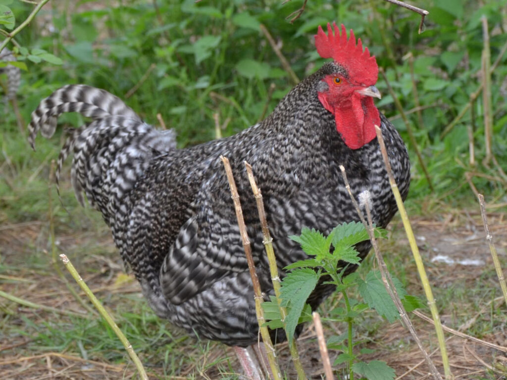 Coq Coucou De Rennes Mamm Douar