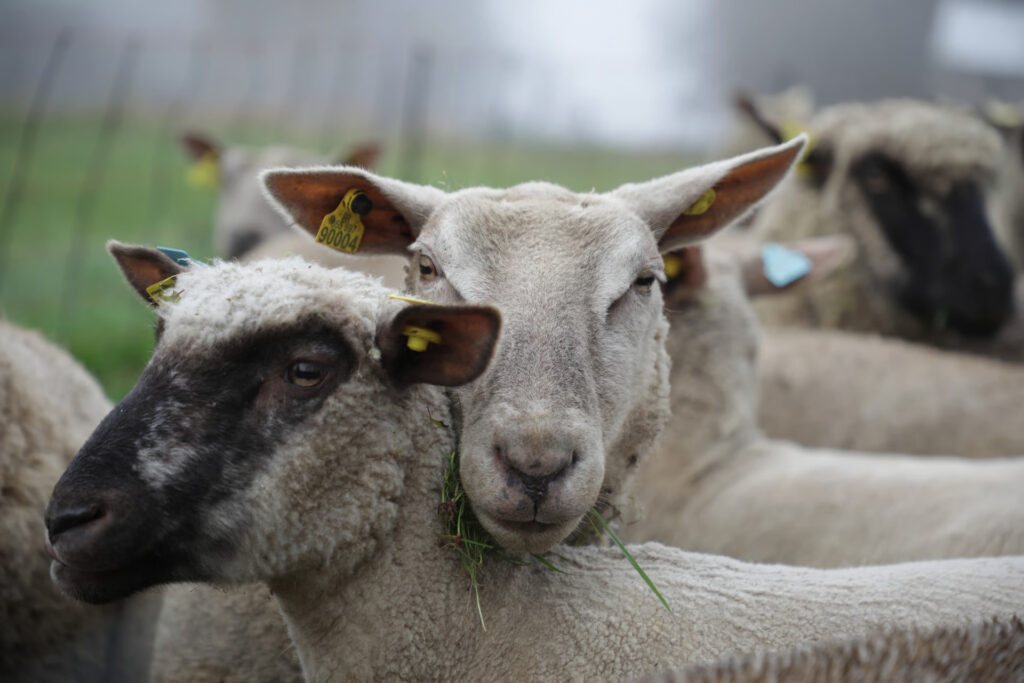Moutons Mamm Douar