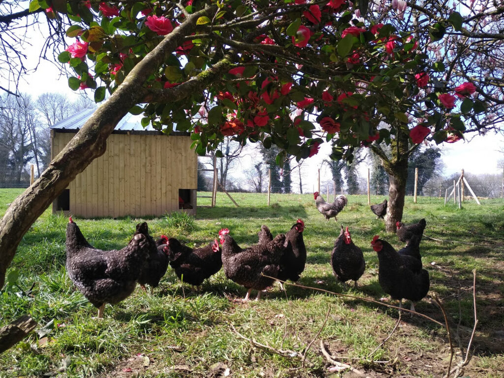 Poules Mamm Douar