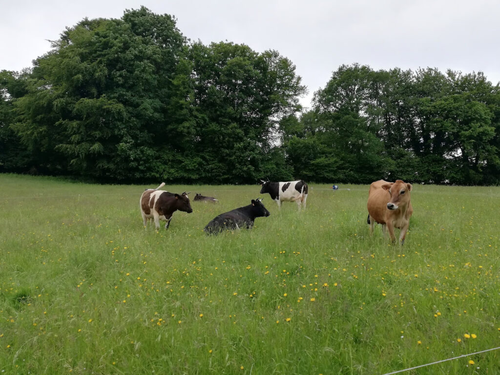 Vaches Mamm Douar