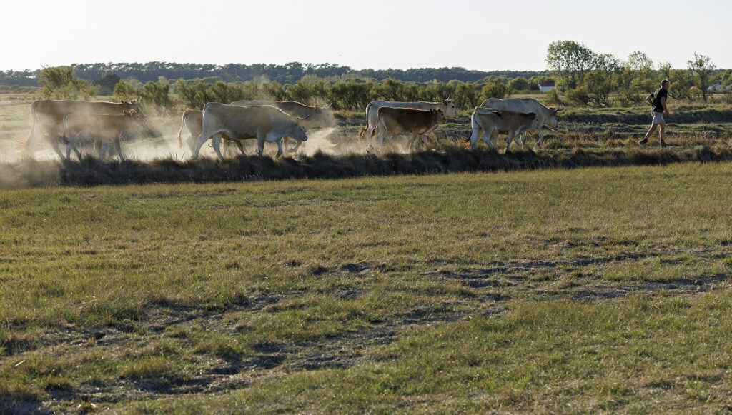 Fred transhumance