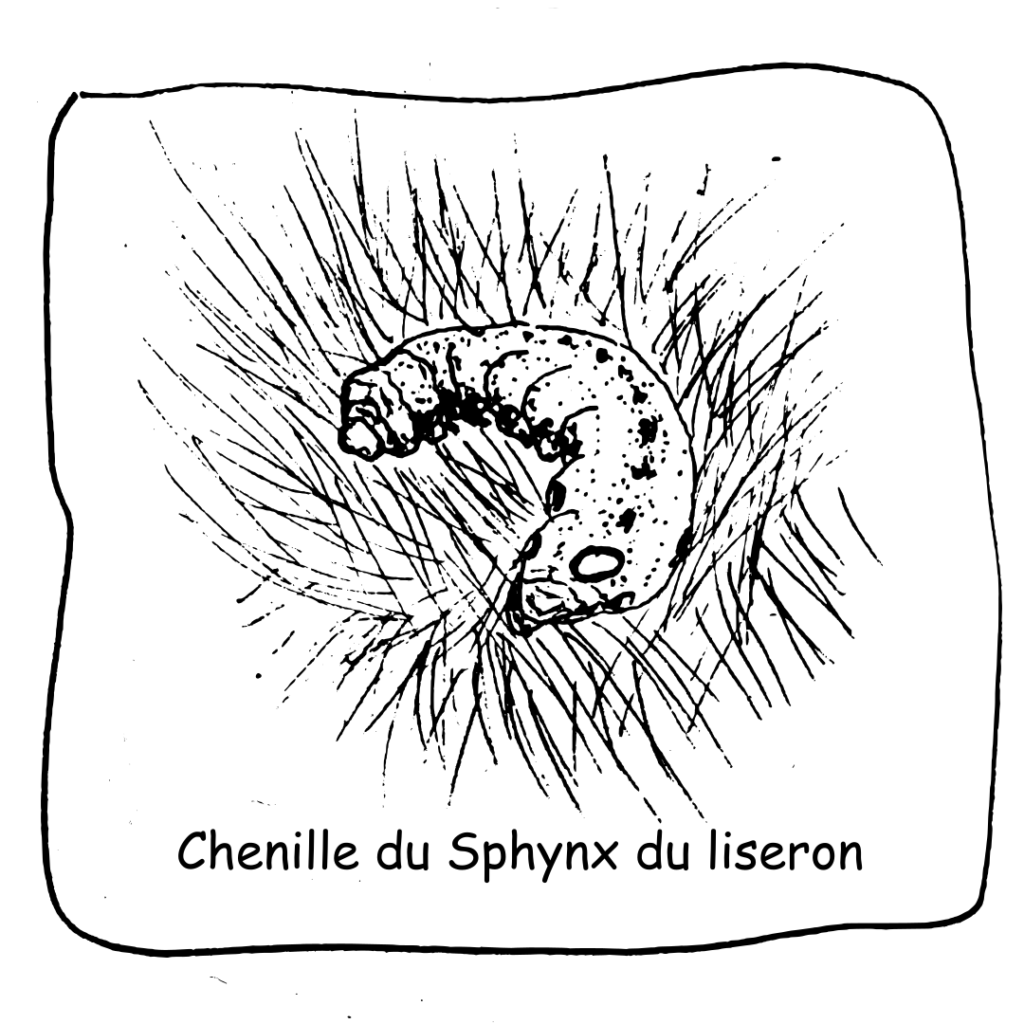 15 Chenille