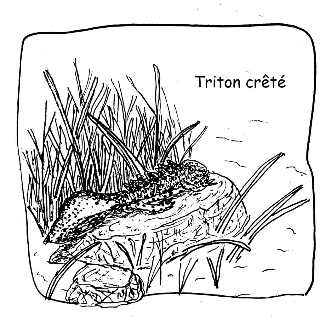 17 Triton