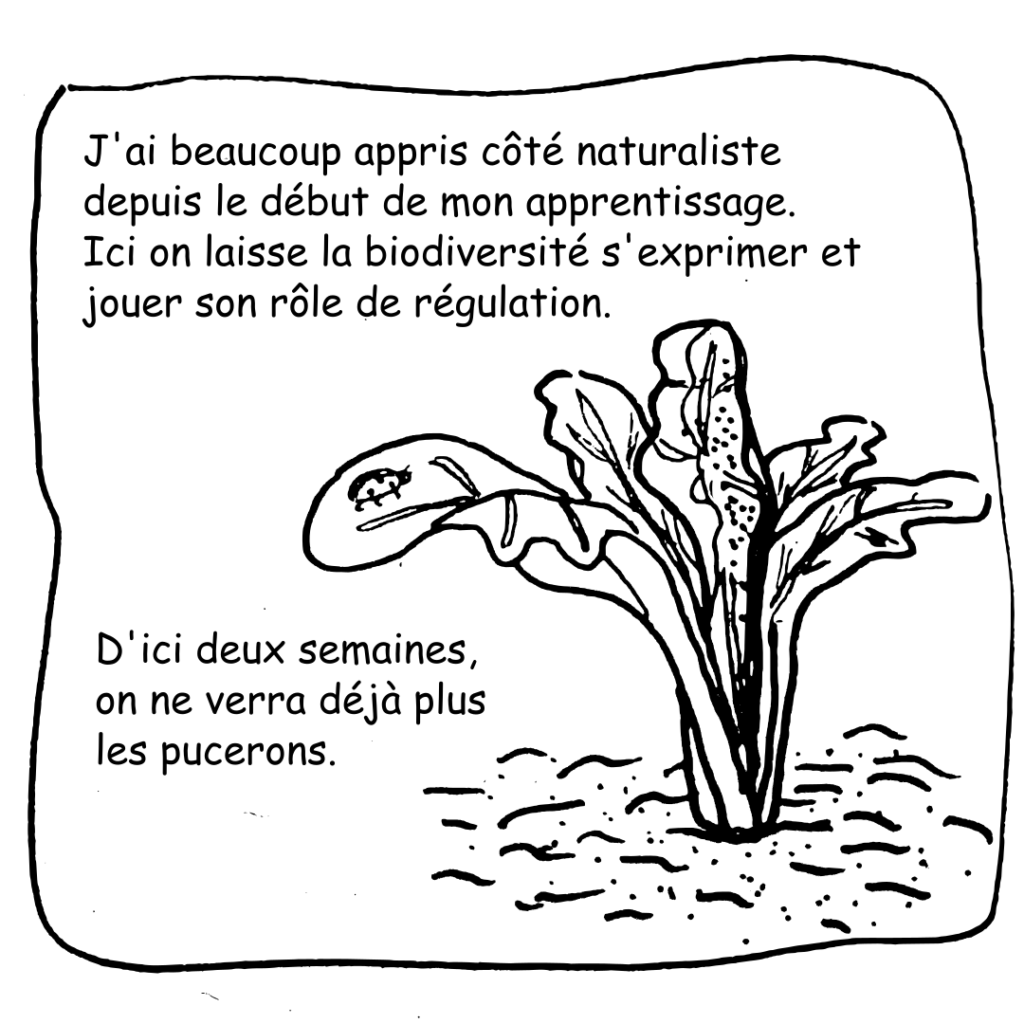 18 Pucerons