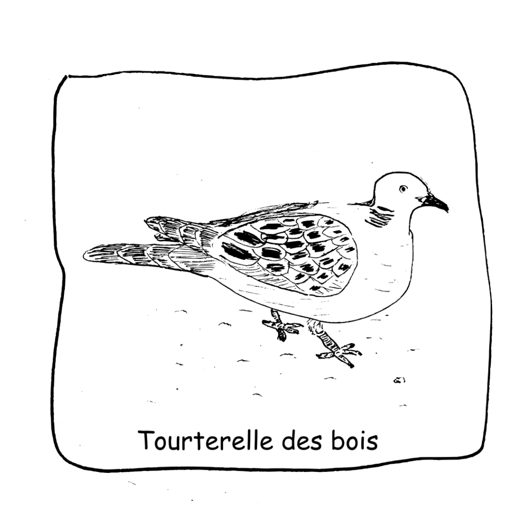 26 Tourterelle