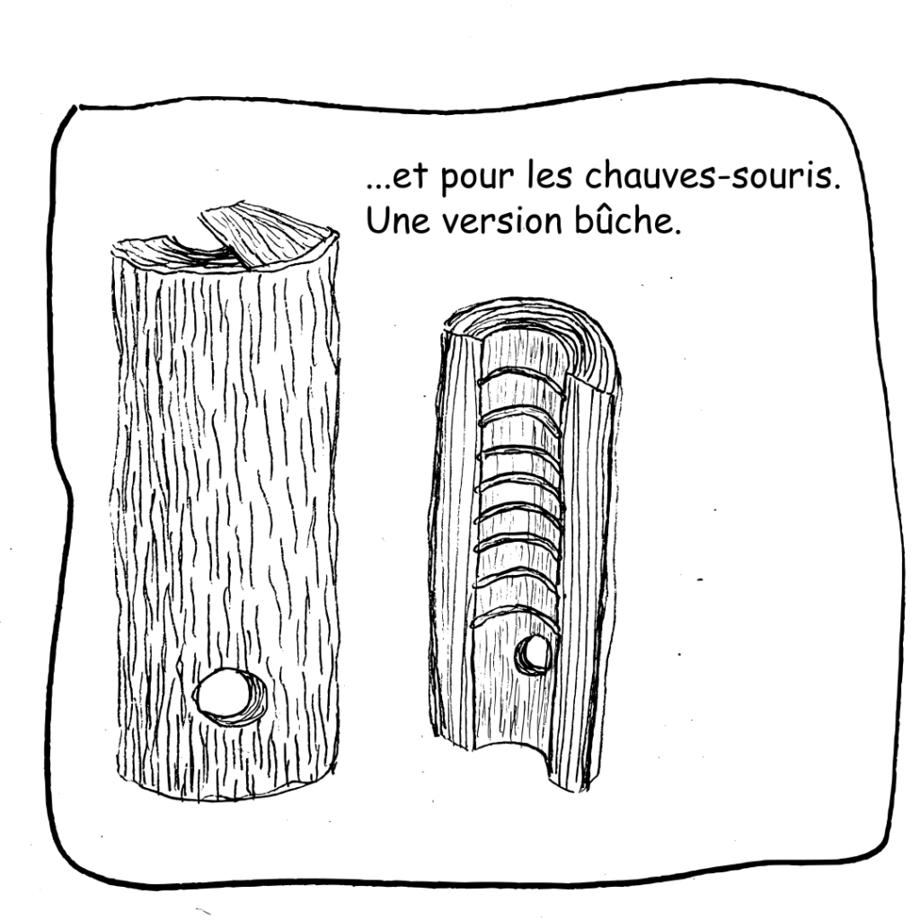 38 Chauvessouris