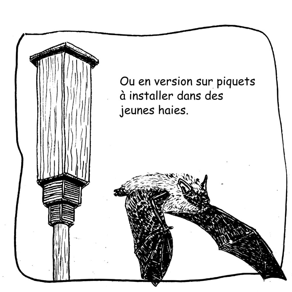 39 Chauvessouris