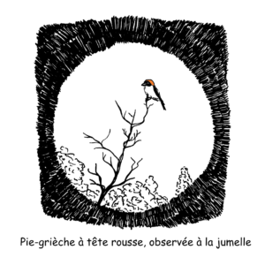 56 Piegrièche