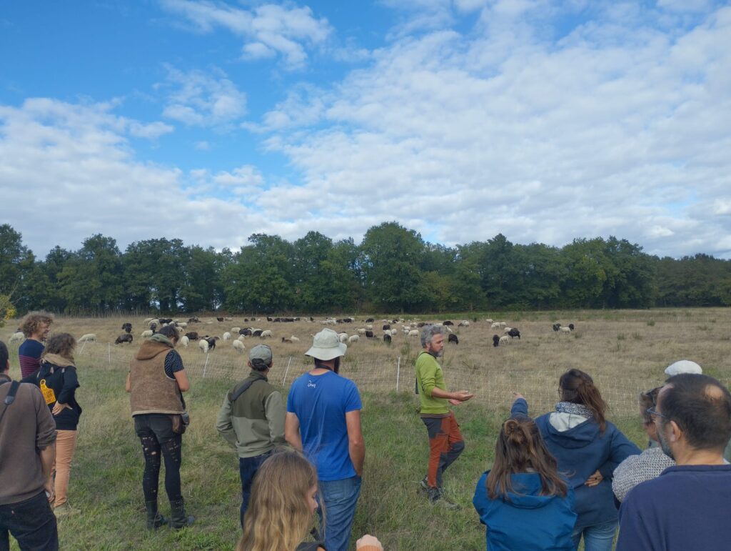 Visite Ferme Mouton Noir Mouton Blanc Photocorinneeychenne (11)